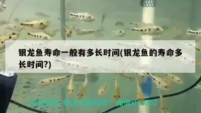 銀龍魚壽命一般有多長時間(銀龍魚的壽命多長時間?)