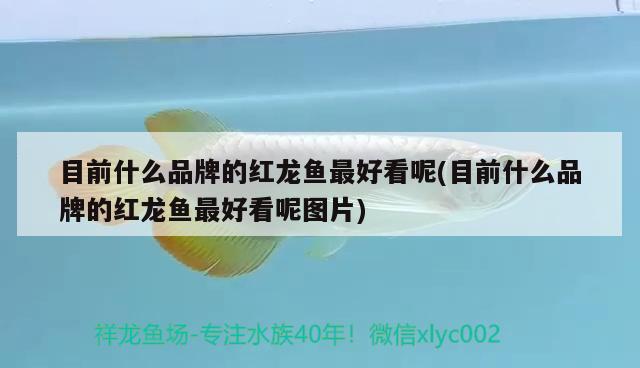 目前什么品牌的紅龍魚最好看呢(目前什么品牌的紅龍魚最好看呢圖片)