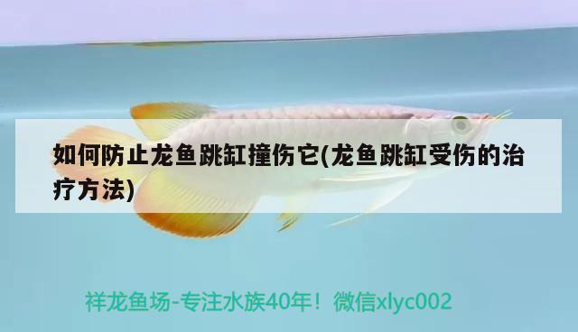 如何防止龍魚跳缸撞傷它(龍魚跳缸受傷的治療方法) 招財戰(zhàn)船魚