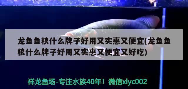 龍魚(yú)魚(yú)糧什么牌子好用又實(shí)惠又便宜(龍魚(yú)魚(yú)糧什么牌子好用又實(shí)惠又便宜又好吃)