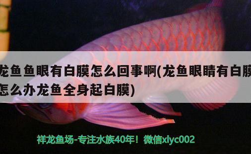 龍魚魚眼有白膜怎么回事啊(龍魚眼睛有白膜怎么辦龍魚全身起白膜) 紅魔王銀版魚