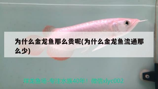 為什么金龍魚那么貴呢(為什么金龍魚流通那么少) 蘇虎