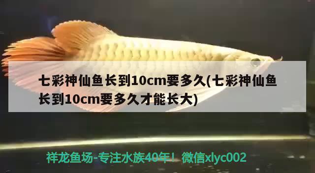 七彩神仙魚長到10cm要多久(七彩神仙魚長到10cm要多久才能長大) 七彩神仙魚