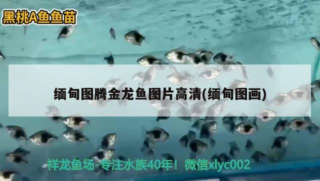 緬甸圖騰金龍魚圖片高清(緬甸圖畫) 圖騰金龍魚