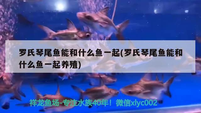 羅氏琴尾魚能和什么魚一起(羅氏琴尾魚能和什么魚一起養(yǎng)殖) 觀賞魚