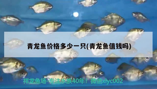 青龍魚價(jià)格多少一只(青龍魚值錢嗎)