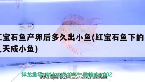 紅寶石魚(yú)產(chǎn)卵后多久出小魚(yú)(紅寶石魚(yú)下的卵幾天成小魚(yú)) 觀賞魚(yú)