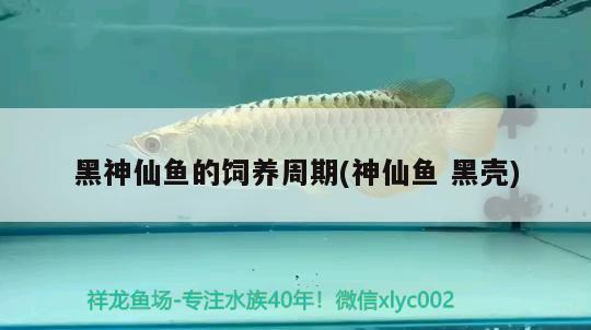 黑神仙魚(yú)的飼養(yǎng)周期(神仙魚(yú)黑殼) 觀賞魚(yú)