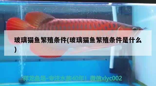 玻璃貓魚(yú)繁殖條件(玻璃貓魚(yú)繁殖條件是什么)