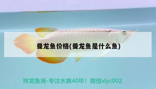 曼龍魚價(jià)格(曼龍魚是什么魚)