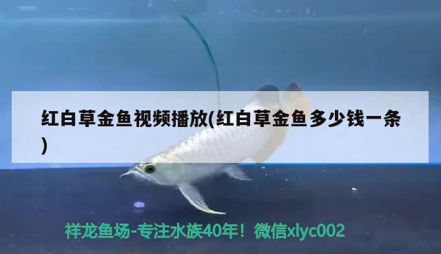 紅白草金魚(yú)視頻播放(紅白草金魚(yú)多少錢一條) 觀賞魚(yú)