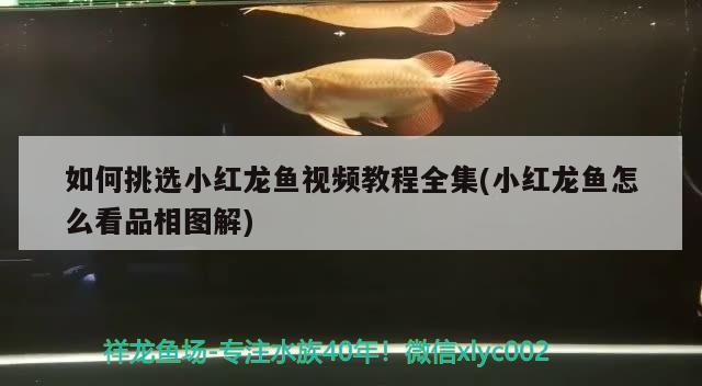 如何挑選小紅龍魚(yú)視頻教程全集(小紅龍魚(yú)怎么看品相圖解) 定時(shí)器/自控系統(tǒng)