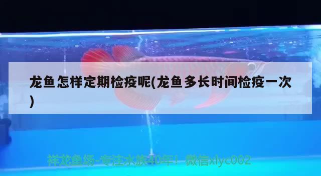 龍魚怎樣定期檢疫呢(龍魚多長時間檢疫一次) 二氧化碳設備