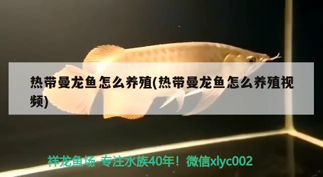 熱帶曼龍魚怎么養(yǎng)殖(熱帶曼龍魚怎么養(yǎng)殖視頻)