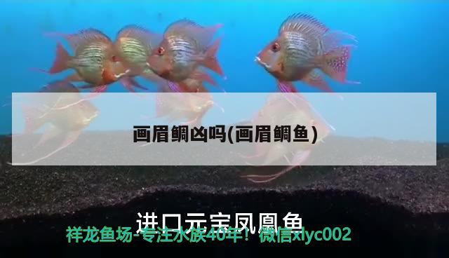 畫眉鯛兇嗎(畫眉鯛魚)