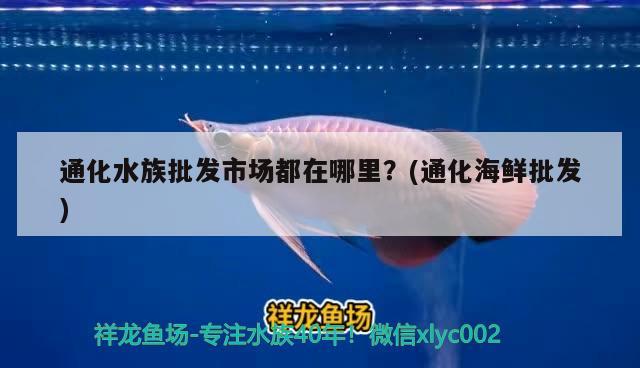 通化水族批發(fā)市場都在哪里？(通化海鮮批發(fā)) 觀賞魚水族批發(fā)市場