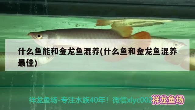 什么魚能和金龍魚混養(yǎng)(什么魚和金龍魚混養(yǎng)最佳) iwish愛唯希品牌魚缸