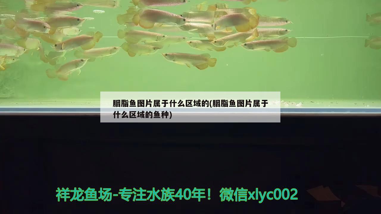 胭脂魚圖片屬于什么區(qū)域的(胭脂魚圖片屬于什么區(qū)域的魚種)