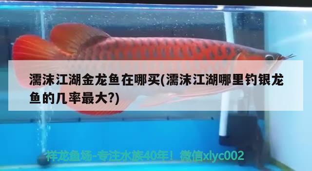 濡沫江湖金龍魚在哪買(濡沫江湖哪里釣銀龍魚的幾率最大?)