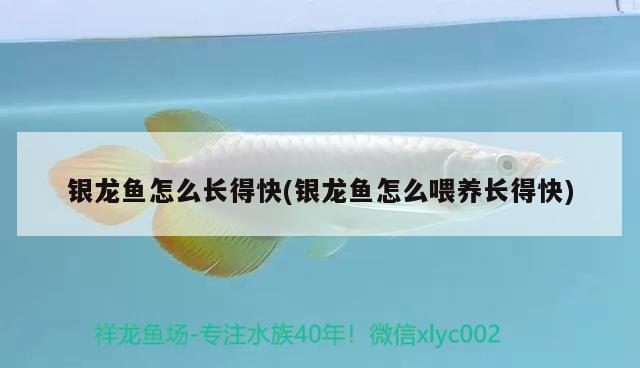 銀龍魚(yú)怎么長(zhǎng)得快(銀龍魚(yú)怎么喂養(yǎng)長(zhǎng)得快) 銀龍魚(yú)