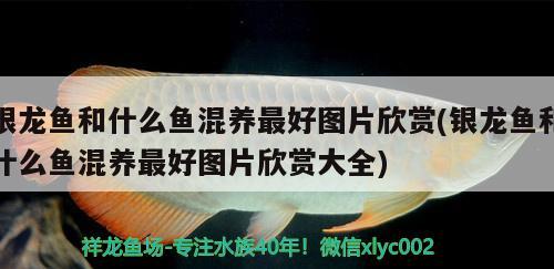 銀龍魚和什么魚混養(yǎng)最好圖片欣賞(銀龍魚和什么魚混養(yǎng)最好圖片欣賞大全)