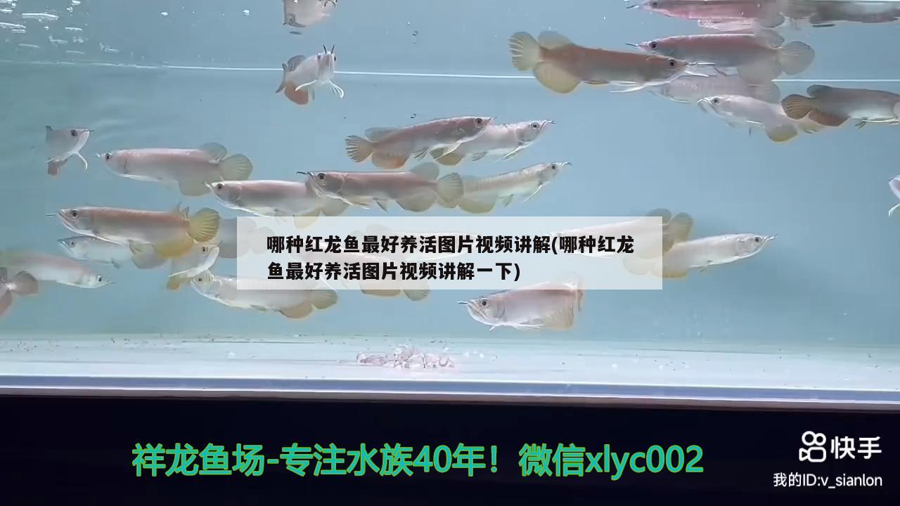 哪種紅龍魚最好養(yǎng)活圖片視頻講解(哪種紅龍魚最好養(yǎng)活圖片視頻講解一下)