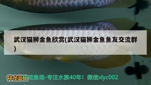 武漢貓獅金魚欣賞(武漢貓獅金魚魚友交流群)