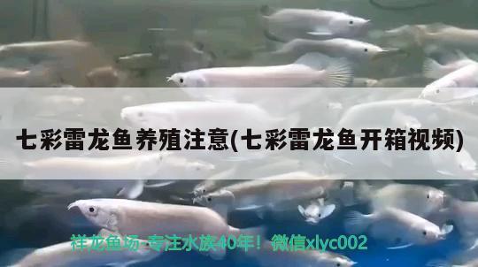 七彩雷龍魚養(yǎng)殖注意(七彩雷龍魚開箱視頻)