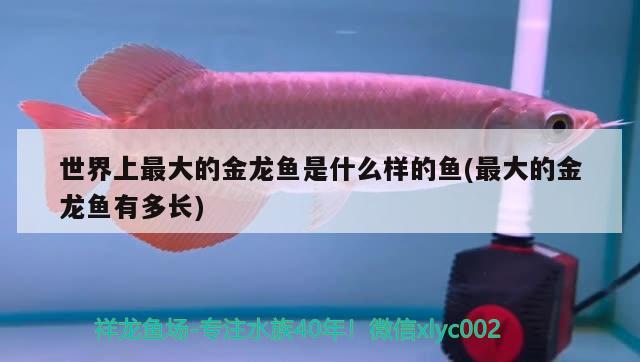 世界上最大的金龍魚是什么樣的魚(最大的金龍魚有多長)