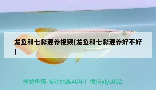 龍魚和七彩混養(yǎng)視頻(龍魚和七彩混養(yǎng)好不好) 可麗愛魚缸