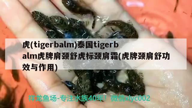 虎(tigerbalm)泰國tigerbalm虎牌肩頸舒虎標(biāo)頸肩霜(虎牌頸肩舒功效與作用)