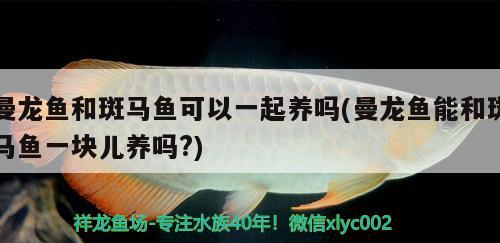 曼龍魚(yú)和斑馬魚(yú)可以一起養(yǎng)嗎(曼龍魚(yú)能和斑馬魚(yú)一塊兒養(yǎng)嗎?)