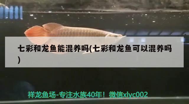 七彩和龍魚能混養(yǎng)嗎(七彩和龍魚可以混養(yǎng)嗎)