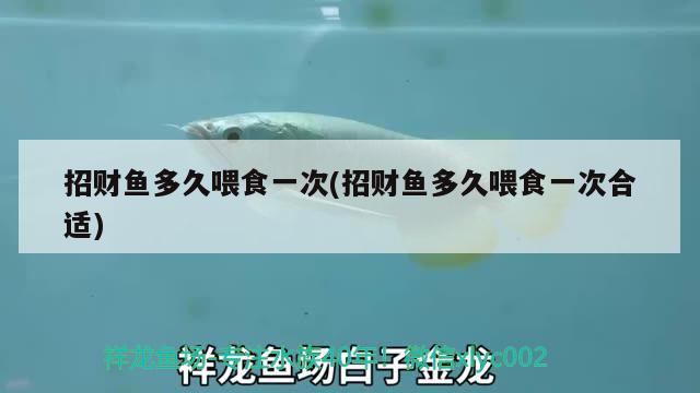 招財(cái)魚(yú)多久喂食一次(招財(cái)魚(yú)多久喂食一次合適)