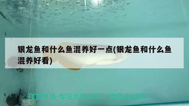 銀龍魚和什么魚混養(yǎng)好一點(銀龍魚和什么魚混養(yǎng)好看) 銀龍魚