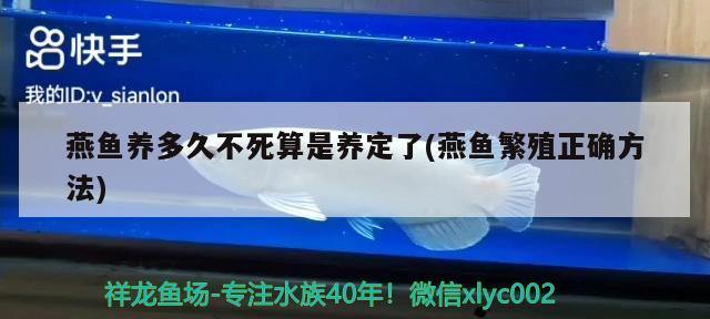 燕魚養(yǎng)多久不死算是養(yǎng)定了(燕魚繁殖正確方法) 觀賞魚