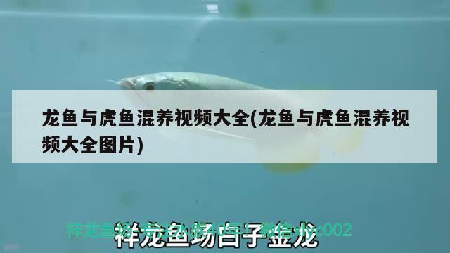 龍魚與虎魚混養(yǎng)視頻大全(龍魚與虎魚混養(yǎng)視頻大全圖片) 虎魚百科