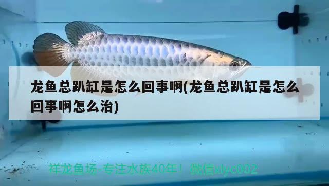 龍魚總趴缸是怎么回事啊(龍魚總趴缸是怎么回事啊怎么治)