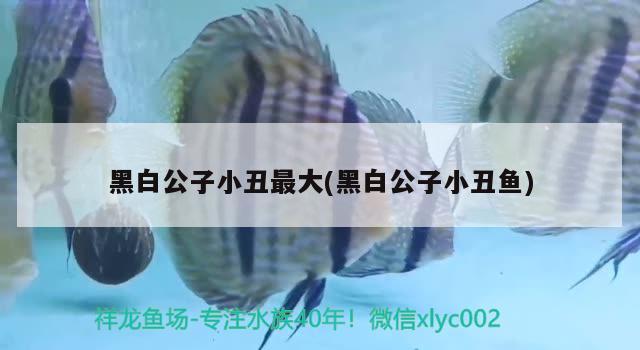 黑白公子小丑最大(黑白公子小丑魚) 海水魚