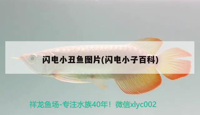 閃電小丑魚(yú)圖片(閃電小子百科) 海水魚(yú)