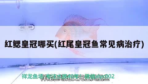 紅鰓皇冠哪買(紅尾皇冠魚常見病治療) 觀賞魚