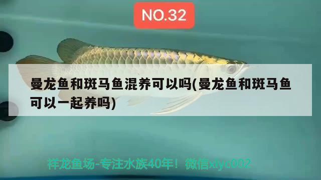 曼龍魚和斑馬魚混養(yǎng)可以嗎(曼龍魚和斑馬魚可以一起養(yǎng)嗎)