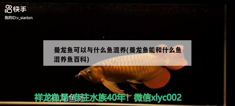 曼龍魚可以與什么魚混養(yǎng)(曼龍魚能和什么魚混養(yǎng)魚百科) 祥龍藍珀金龍魚