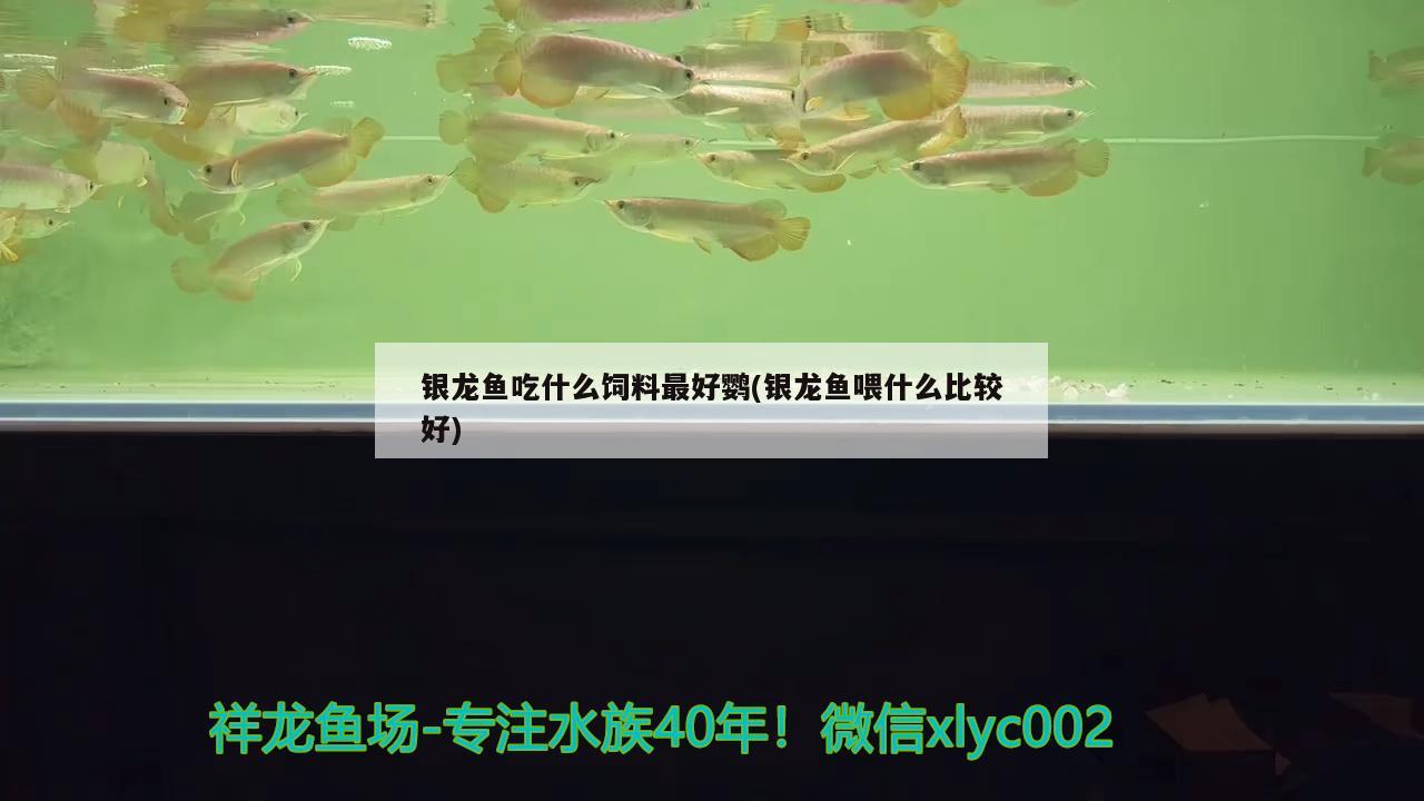 銀龍魚吃什么飼料最好鸚(銀龍魚喂什么比較好)