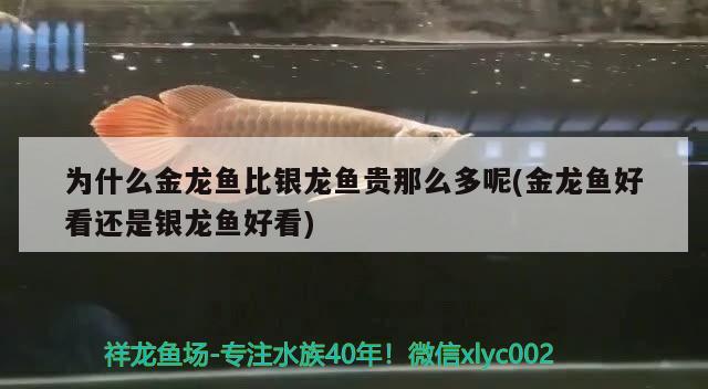 為什么金龍魚比銀龍魚貴那么多呢(金龍魚好看還是銀龍魚好看)