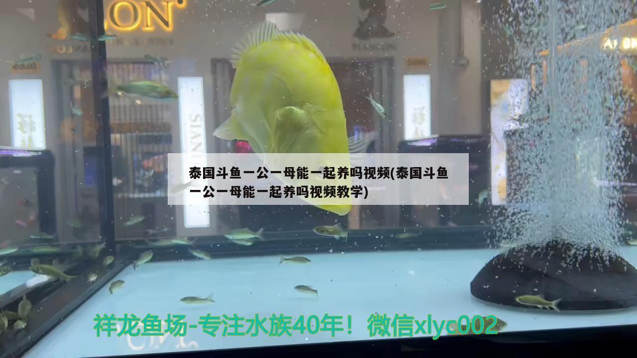 泰國斗魚一公一母能一起養(yǎng)嗎視頻(泰國斗魚一公一母能一起養(yǎng)嗎視頻教學)