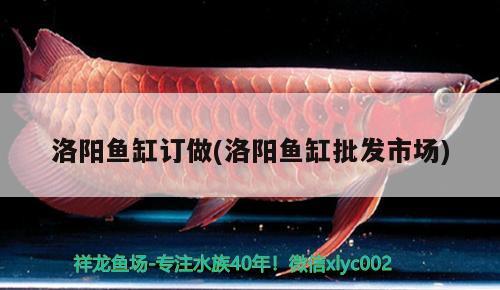 洛陽魚缸訂做(洛陽魚缸批發(fā)市場)