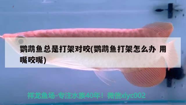 鸚鵡魚總是打架對咬(鸚鵡魚打架怎么辦用嘴咬嘴)