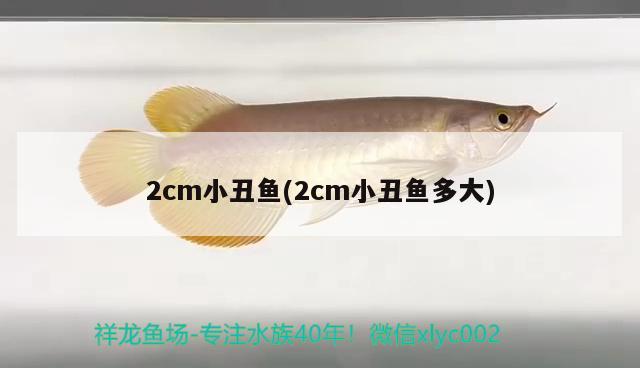 2cm小丑魚(2cm小丑魚多大) 海水魚 第2張