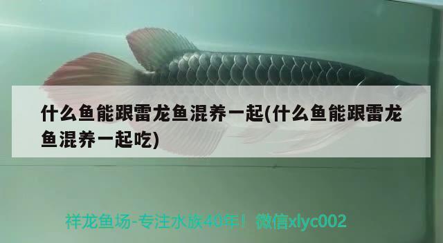 什么魚能跟雷龍魚混養(yǎng)一起(什么魚能跟雷龍魚混養(yǎng)一起吃)